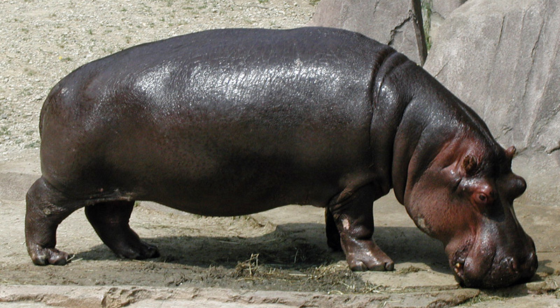 hippopotamus-picture